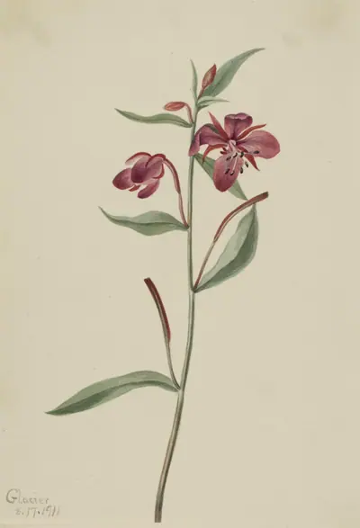 Red Willowweed (Epilobium latifolium)