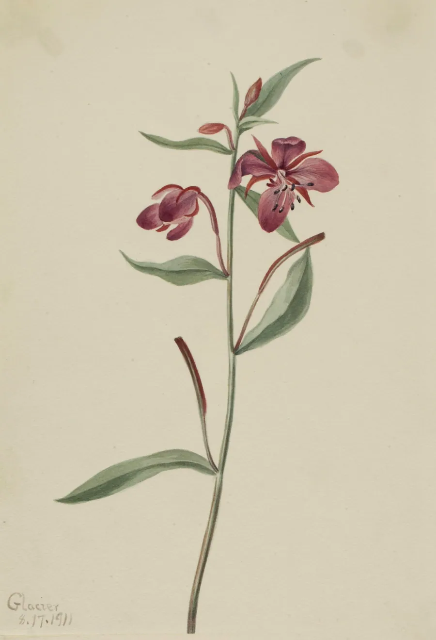 Red Willowweed (Epilobium latifolium) by Mary Vaux Walcott, born Philadelphia, PA 1860-died St. Andrews, New Brunswick, Canada 1940