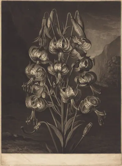 The Superb Lily