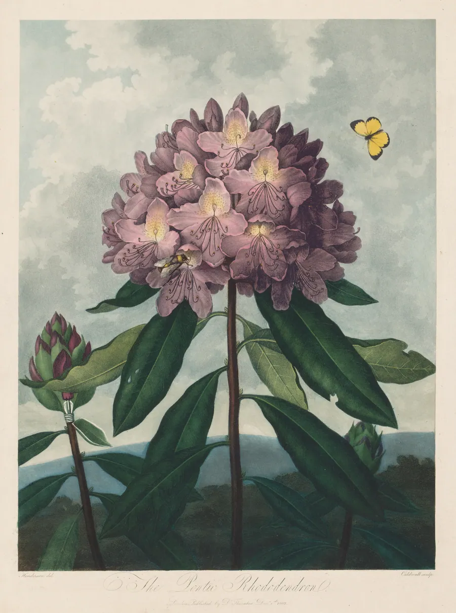 The Temple of Flora, or Garden of Nature:  The Pontic Rhododendron by Robert John Thornton