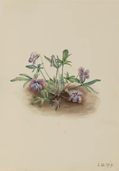 Southern Coast Violet (Viola septemloba)
