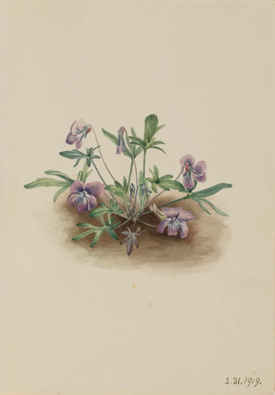 Southern Coast Violet (Viola septemloba) by Mary Vaux Walcott, born Philadelphia, PA 1860-died St. Andrews, New Brunswick, Canada 1940