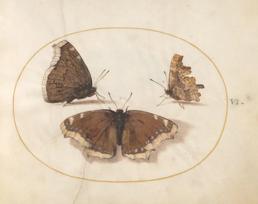 Plate 6: Two Views of a Mourning Cloak (Camberwell Beauty) Butterfly with a Comma Butterfly by Joris Hoefnagel