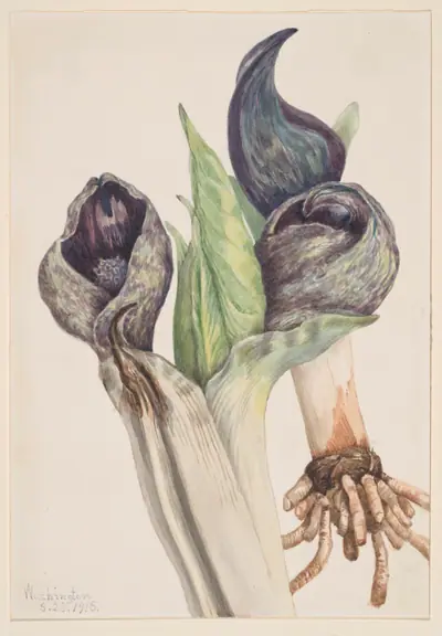 Skunk Cabbage (Spathyema foetida)