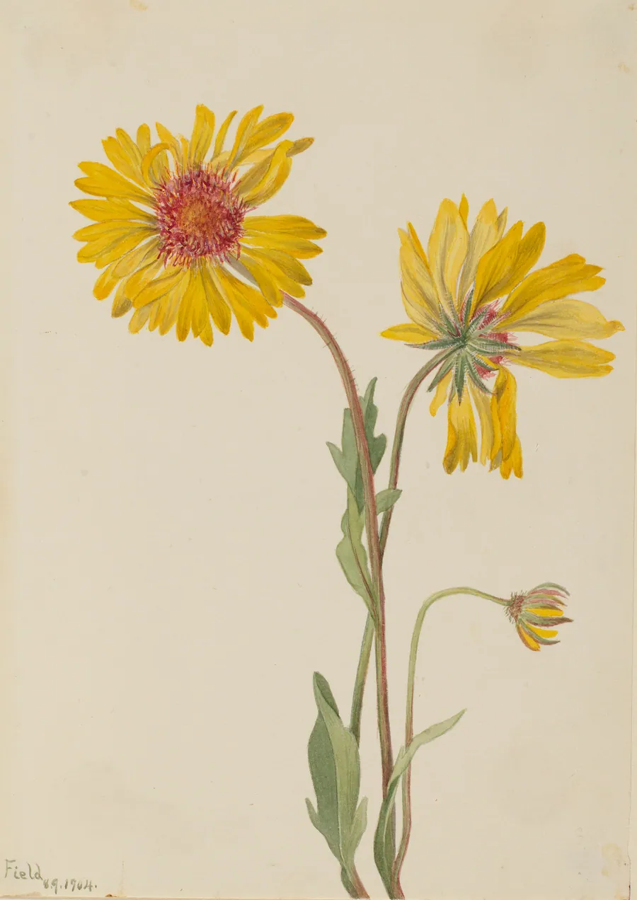 Perennial Gaillardia (Gaillardia aristata) by Mary Vaux Walcott, born Philadelphia, PA 1860-died St. Andrews, New Brunswick, Canada 1940