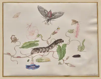 Convolvulus and Metamorphosis of the Convolvulus Hawk Moth