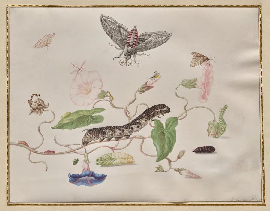 Convolvulus and Metamorphosis of the Convolvulus Hawk Moth by Maria Sibylla Merian