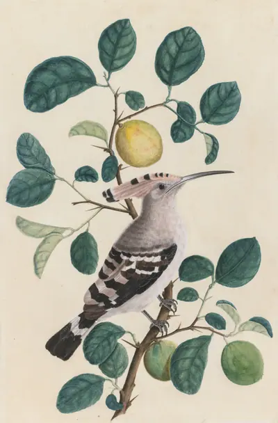 Hoopoe on a Citrus Tree Branch