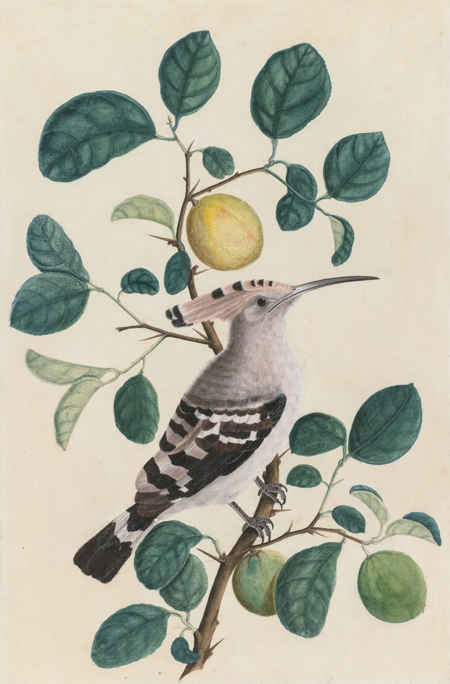 Hoopoe on a Citrus Tree Branch