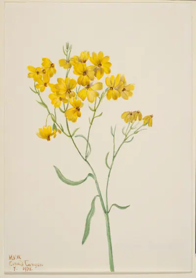 Psilostrophe sparsiflora