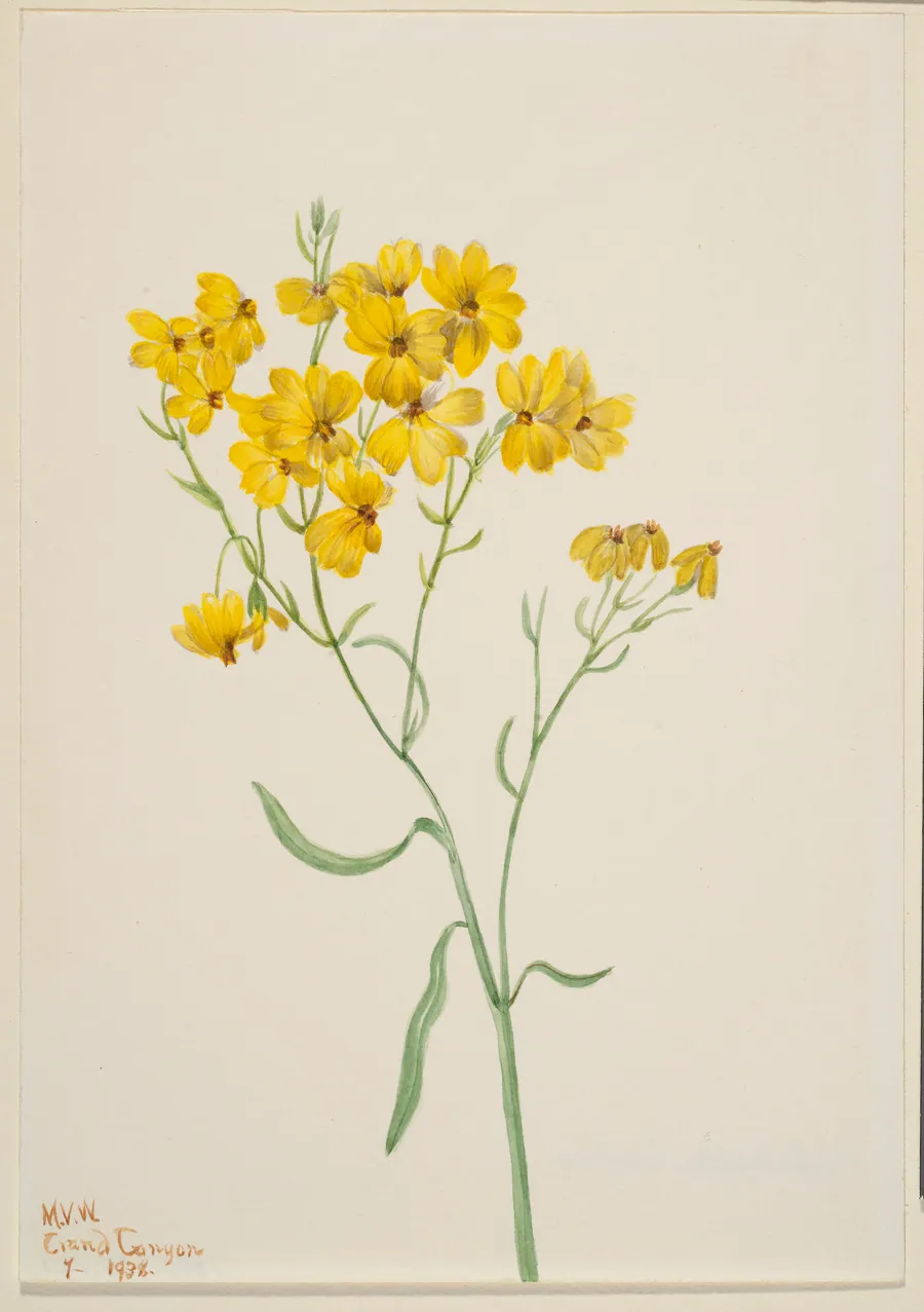 Psilostrophe sparsiflora by Mary Vaux Walcott, born Philadelphia, PA 1860-died St. Andrews, New Brunswick, Canada 1940