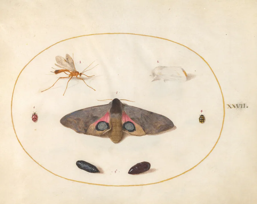 Plate 27: An Eyed Hawk-Moth, Two Chyrsalides, and Other Insects by Joris Hoefnagel