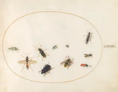 Plate 73: Ten Insects