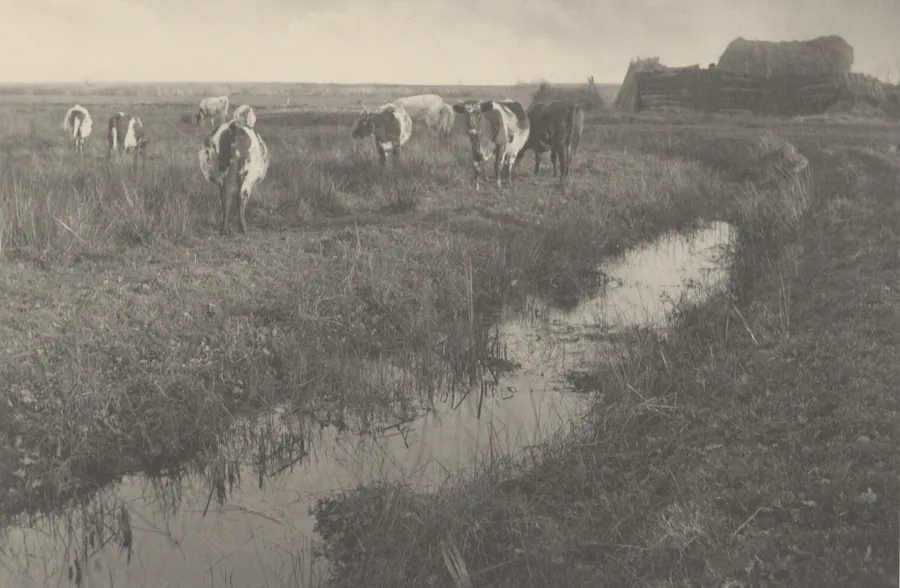 Cattle on the Marshes by Peter Henry Emerson