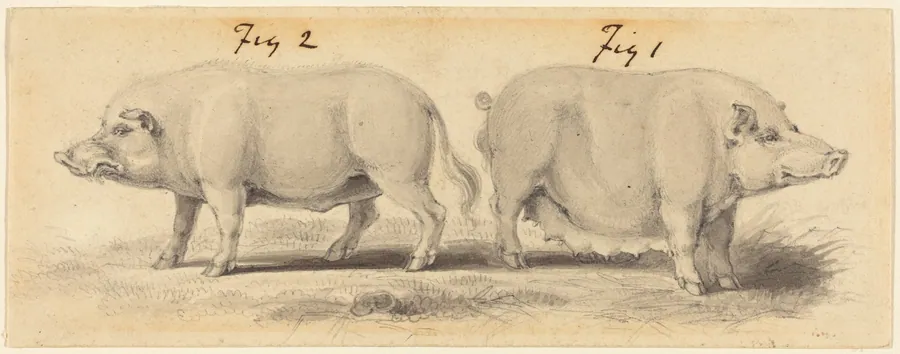 Two Chinese Pigs by Samuel Howitt