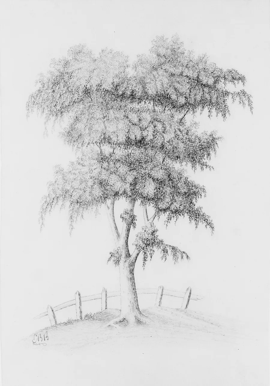 Tree (from McGuire Scrapbook) by E. B. B.