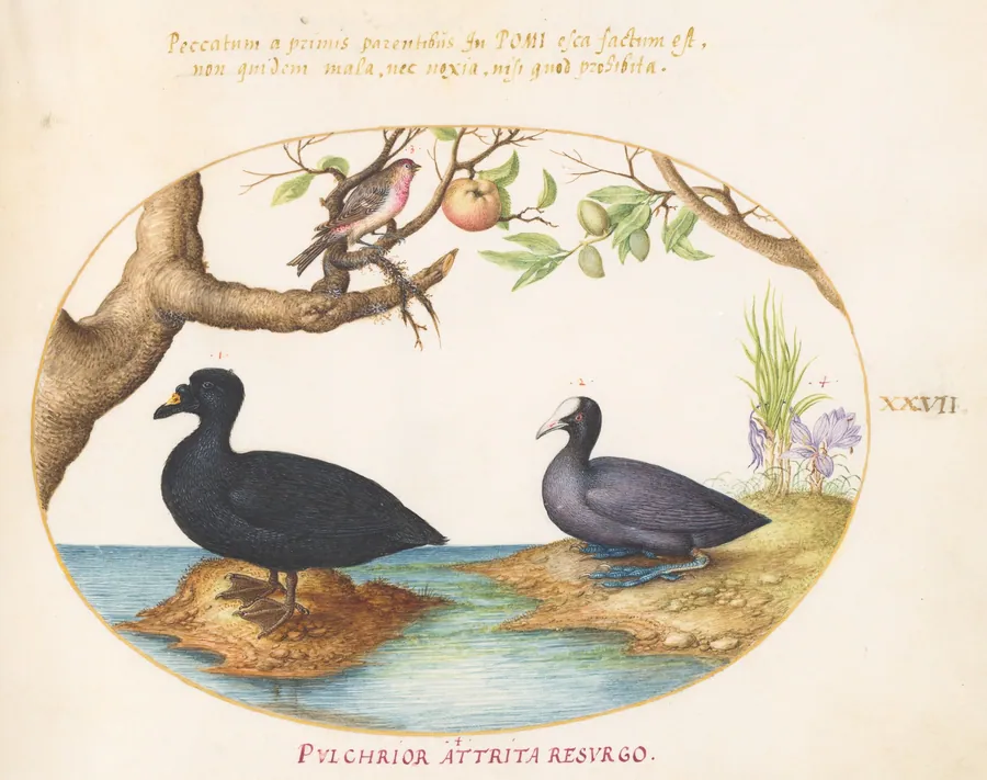 Plate 27: A Common Scoter, a Eurasian Coot, and a Rosefinch(?) by Joris Hoefnagel