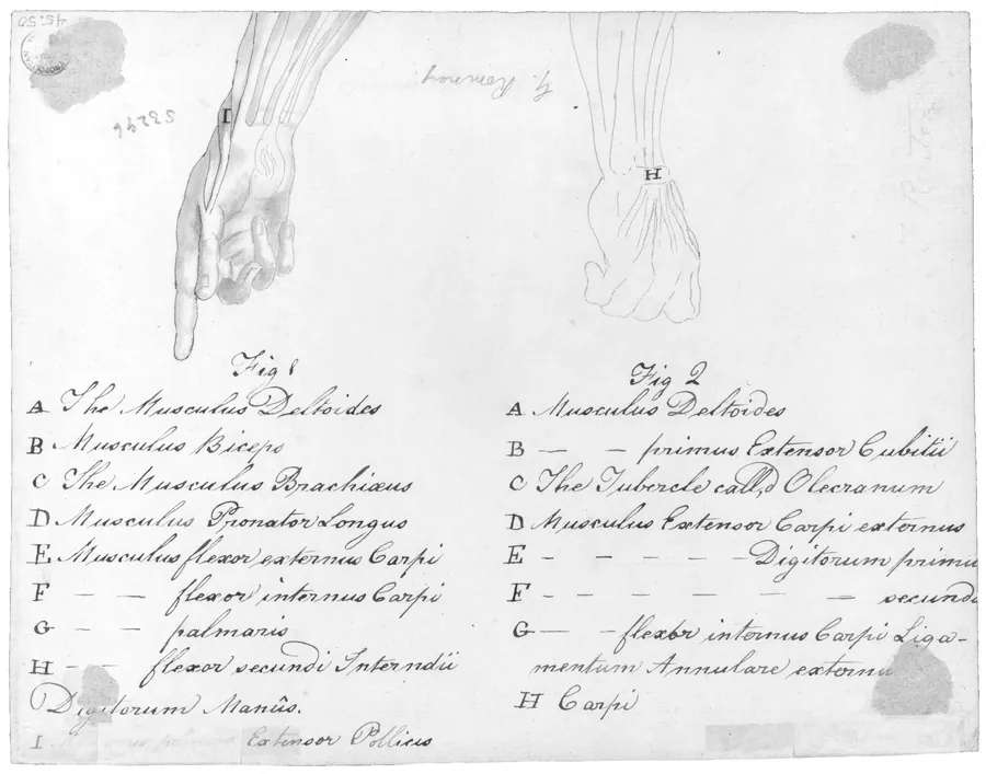 Anotomaical Description of the Hand and the Wrist by Benjamin West