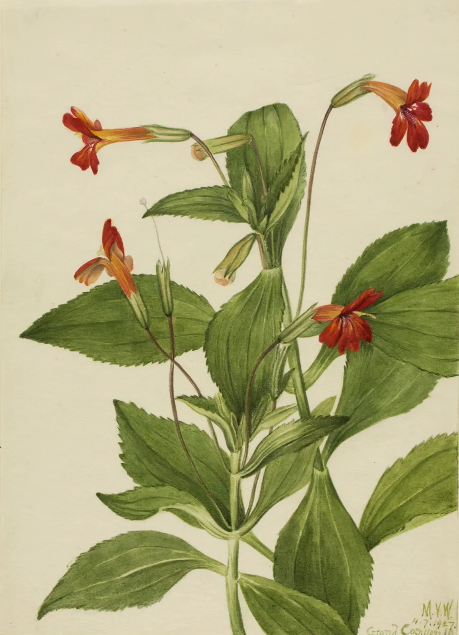 Cardinal Monkey Flower (Mimulus cardinalis) by Mary Vaux Walcott, born Philadelphia, PA 1860-died St. Andrews, New Brunswick, Canada 1940