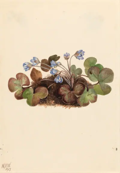 Hepatica (Hepatica americana)