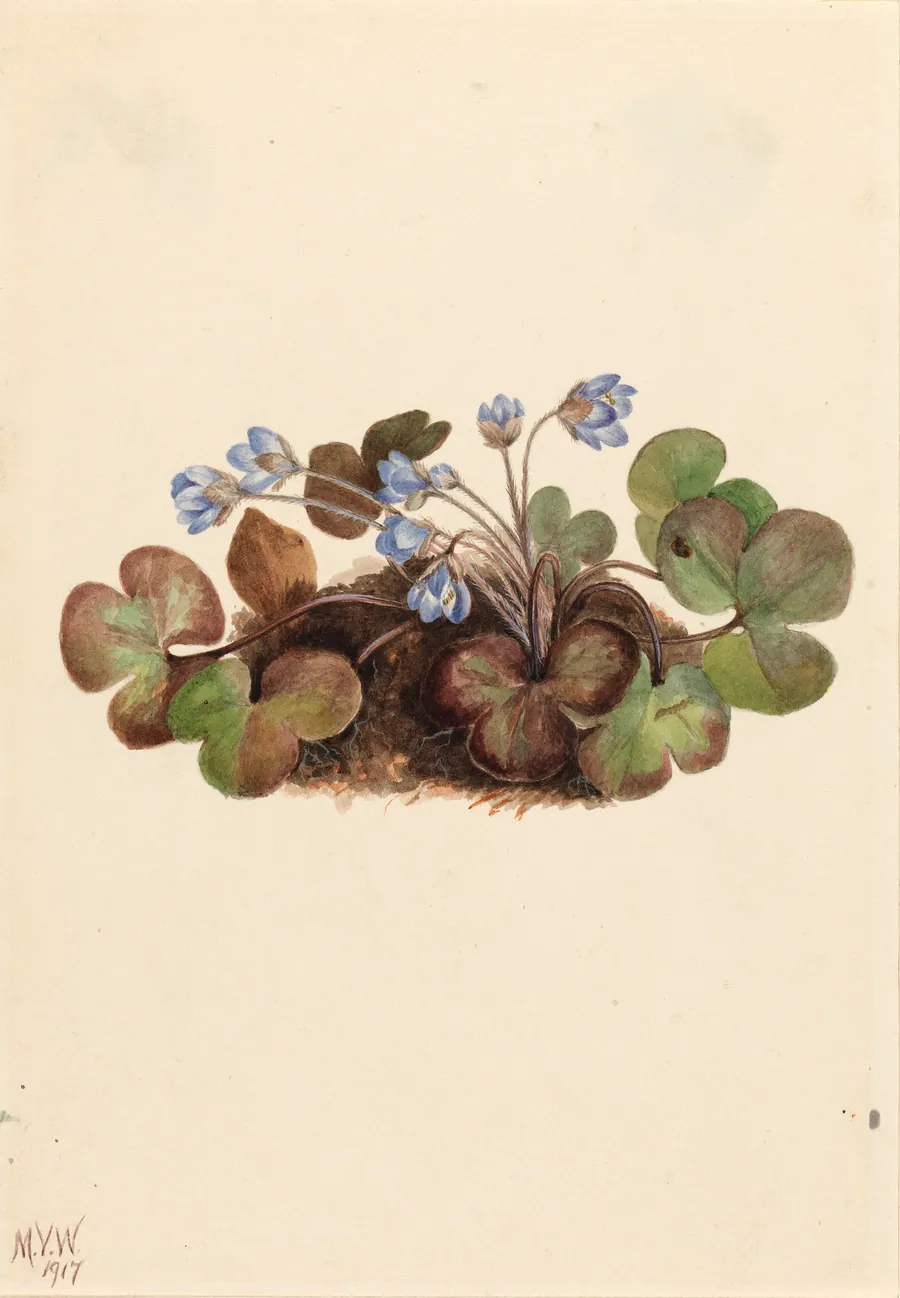 Hepatica (Hepatica americana) by Mary Vaux Walcott, born Philadelphia, PA 1860-died St. Andrews, New Brunswick, Canada 1940