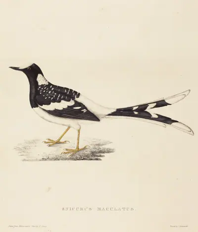 Enicurus Maculatus (Spotted Forktail)