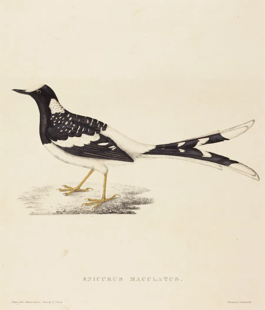 Enicurus Maculatus (Spotted Forktail) by Elizabeth Gould