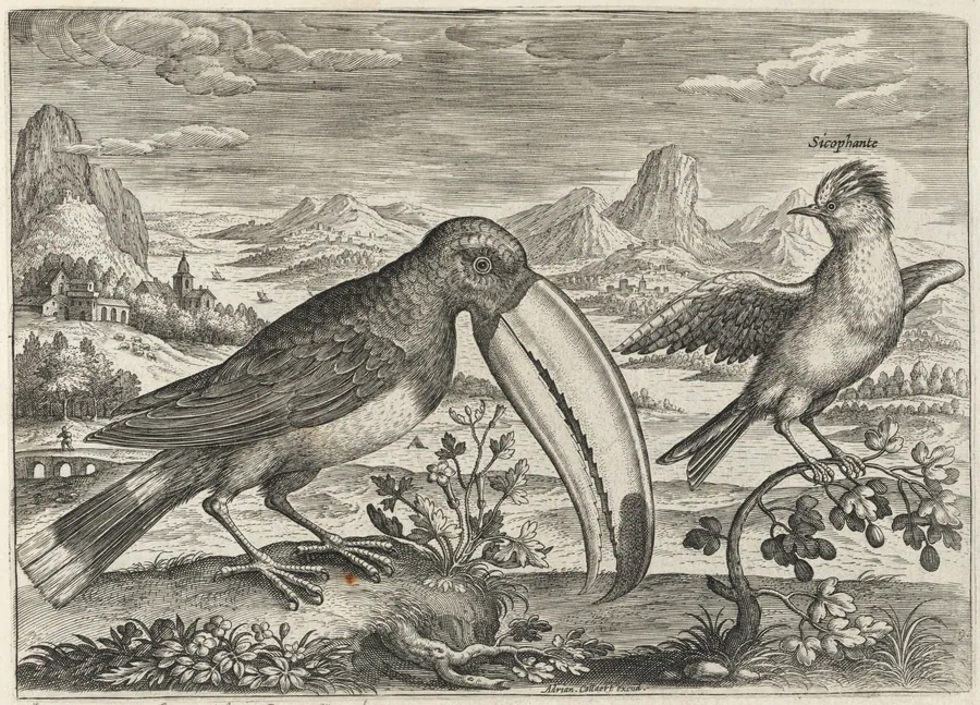Toucan and Another Tropical Bird by Adriaen Collaert