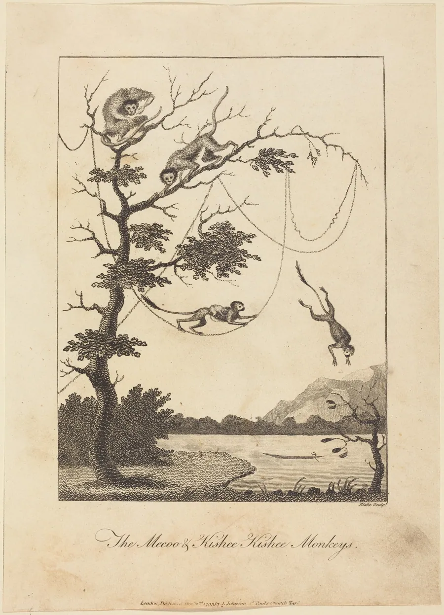 The Mecoo & Kisbee Kishee Monkeys by William Blake