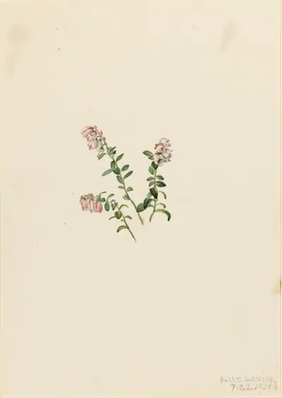 Mountain Cranberry (Vaccinium vitisidaea minus)