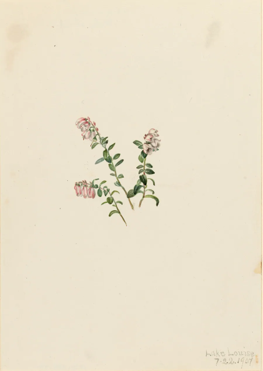 Mountain Cranberry (Vaccinium vitisidaea minus) by Mary Vaux Walcott, born Philadelphia, PA 1860-died St. Andrews, New Brunswick, Canada 1940