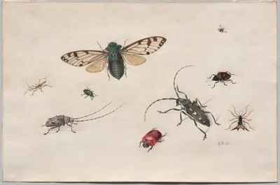 Studies of Insects