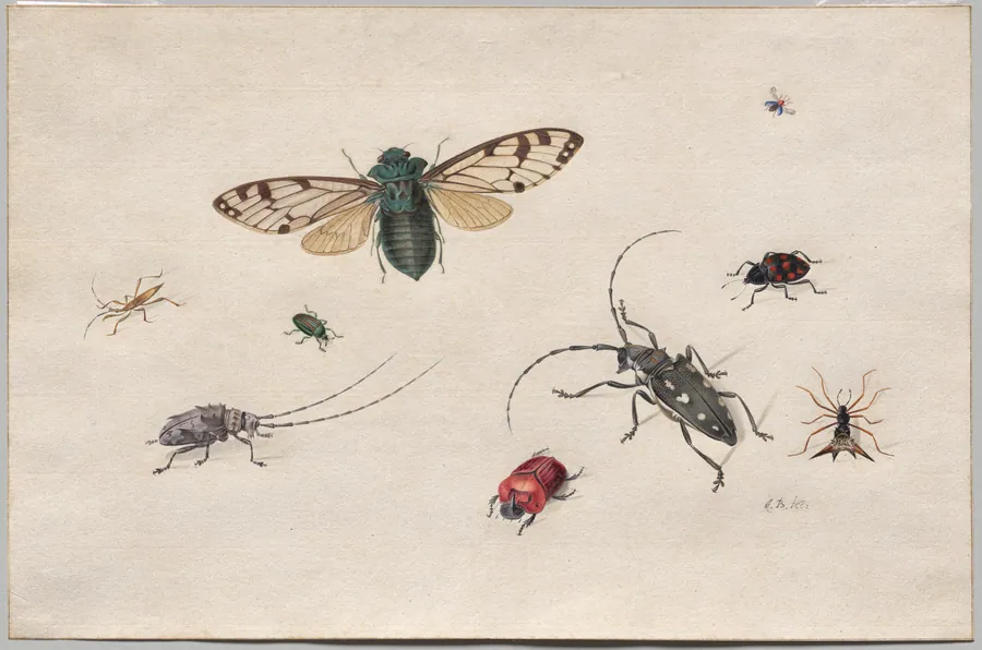 Studies of Insects by Johannes Bronckhorst