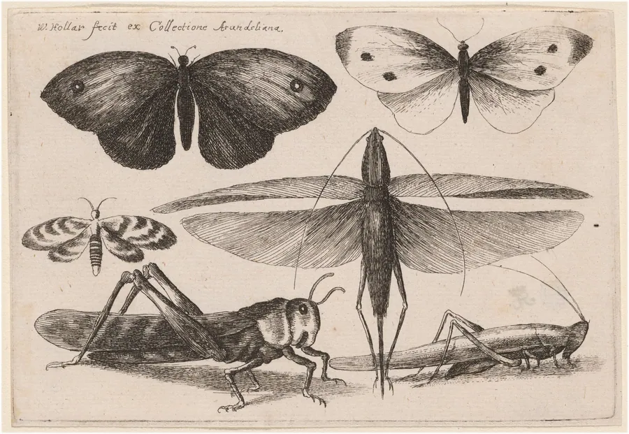 Six Insects by Wenceslaus Hollar