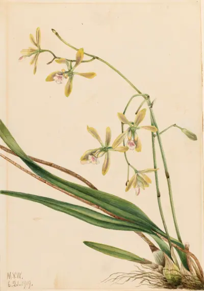 Tampa Epidendrum (Epidendrum tampense)