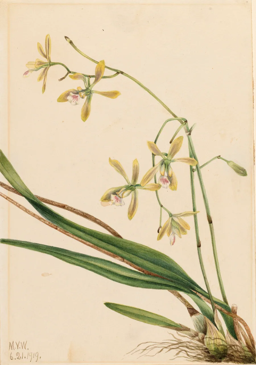 Tampa Epidendrum (Epidendrum tampense) by Mary Vaux Walcott, born Philadelphia, PA 1860-died St. Andrews, New Brunswick, Canada 1940
