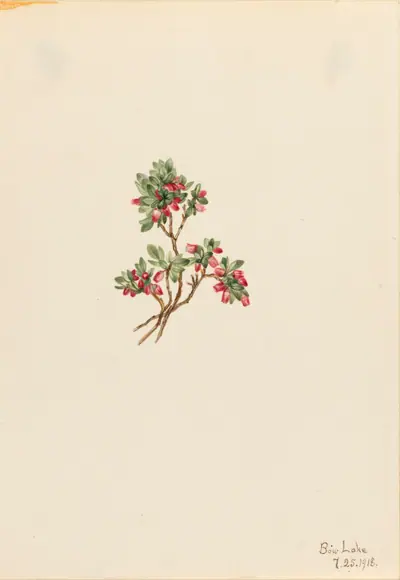 Low Whortleberry (Vaccinium caespitosum)