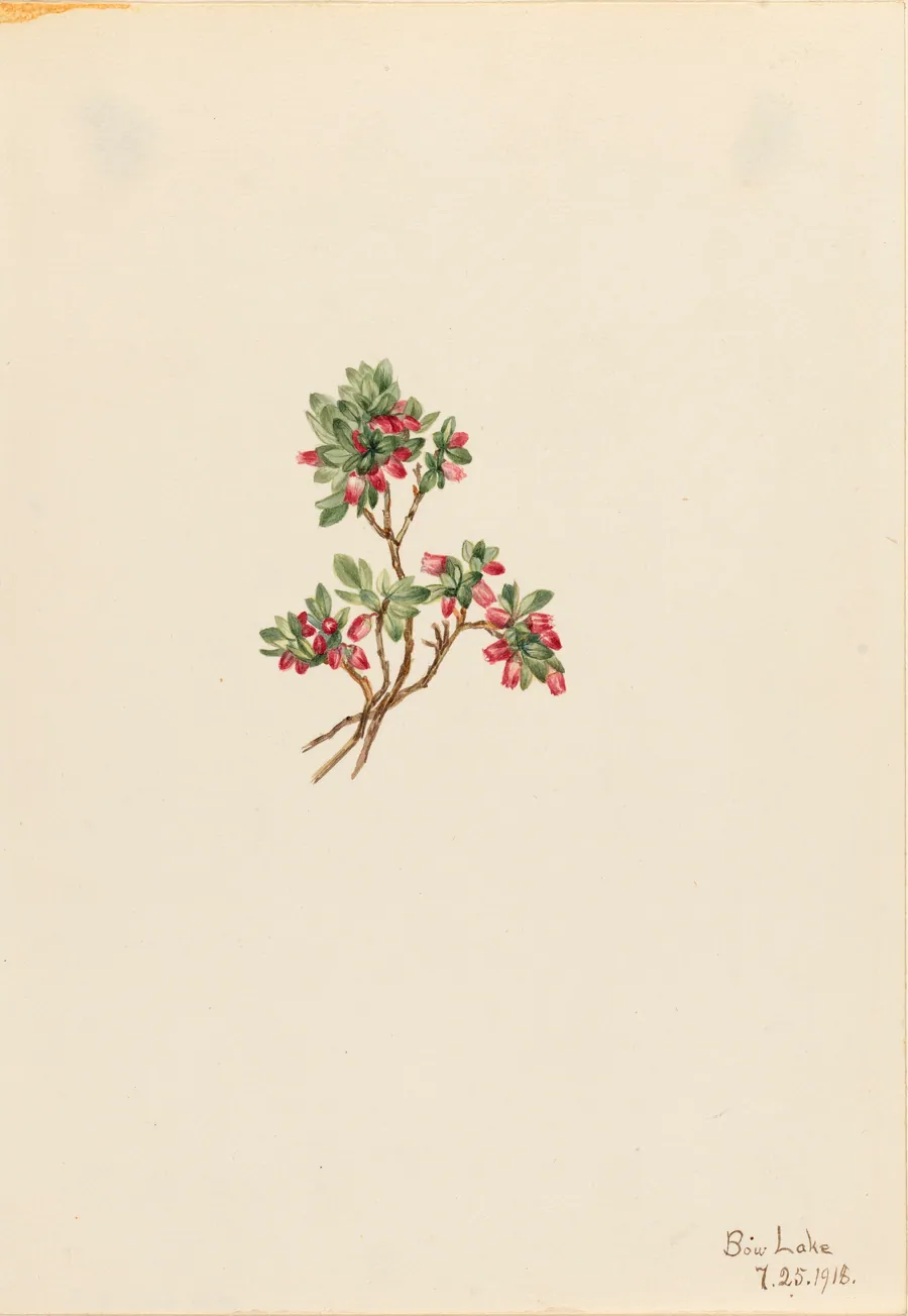 Low Whortleberry (Vaccinium caespitosum) by Mary Vaux Walcott, born Philadelphia, PA 1860-died St. Andrews, New Brunswick, Canada 1940