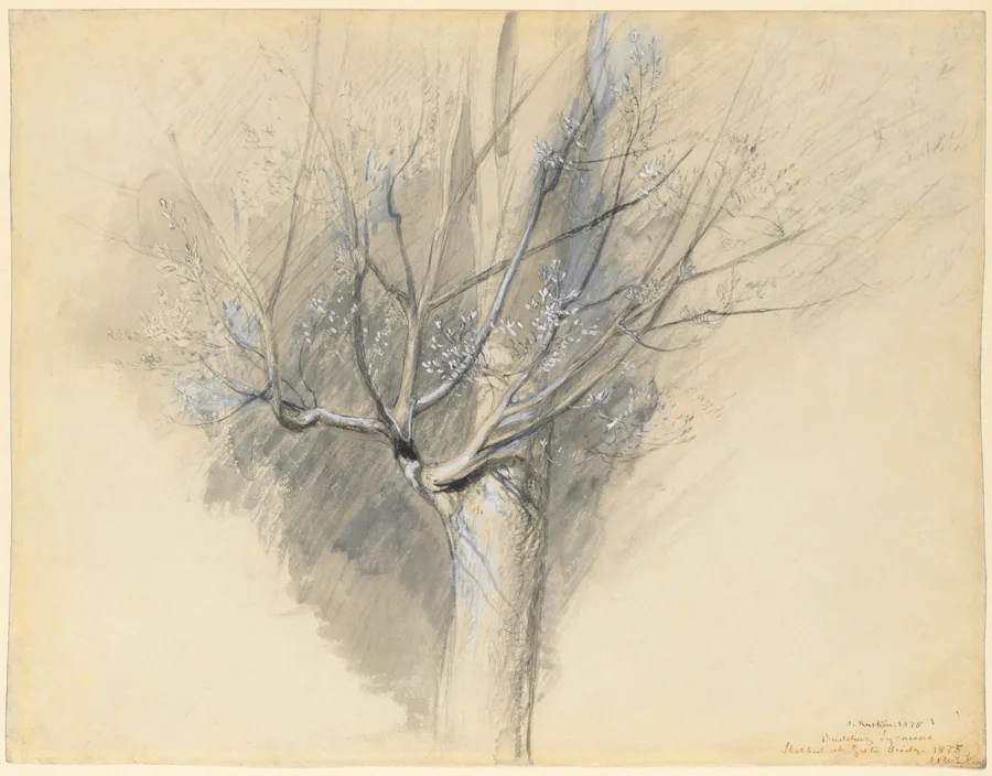 Budding Sycamore by John Ruskin