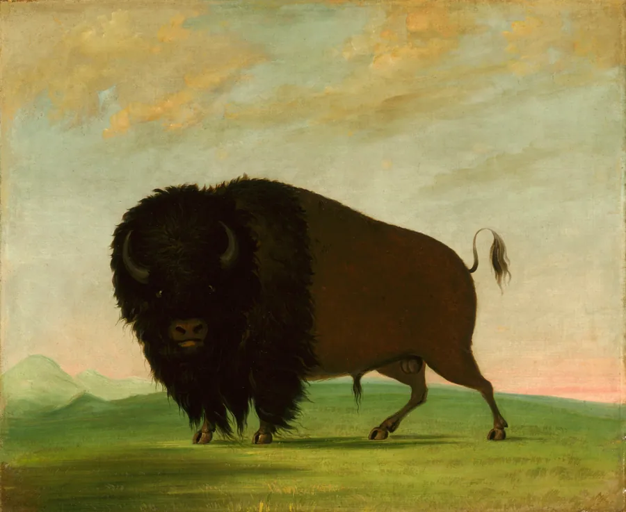 Buffalo Bull, Grazing on the Prairie by George Catlin, born Wilkes-Barre, PA 1796-died Jersey City, NJ 1872