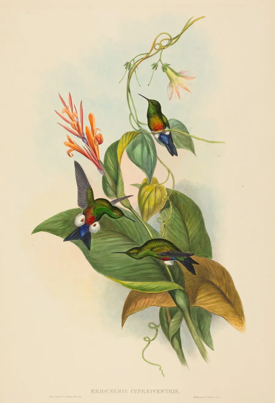 Eriocnemis cupreiventris (Coppery-vented Puff-Leg) by John Gould