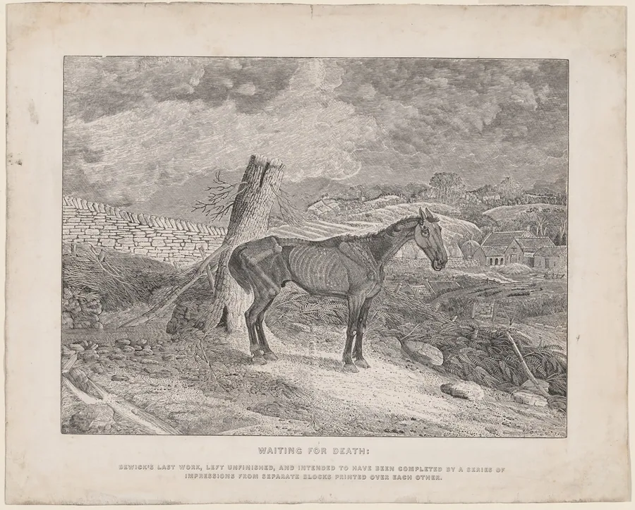 Waiting for Death by Thomas Bewick