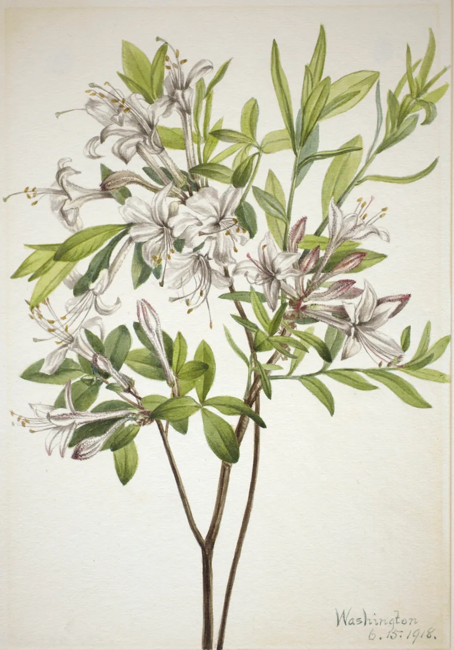 Swamp Azalea (Azalea viscosa) by Mary Vaux Walcott, born Philadelphia, PA 1860-died St. Andrews, New Brunswick, Canada 1940