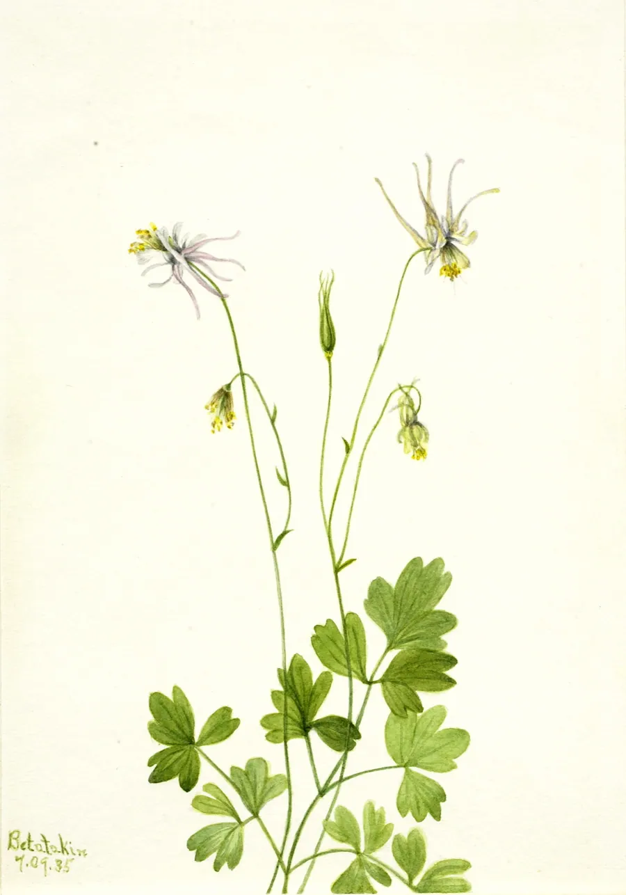 Aquilegia ecalcarata by Mary Vaux Walcott, born Philadelphia, PA 1860-died St. Andrews, New Brunswick, Canada 1940