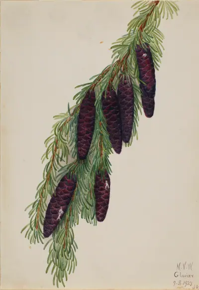 Mountain Hemlock (Tsuga mertensiana)