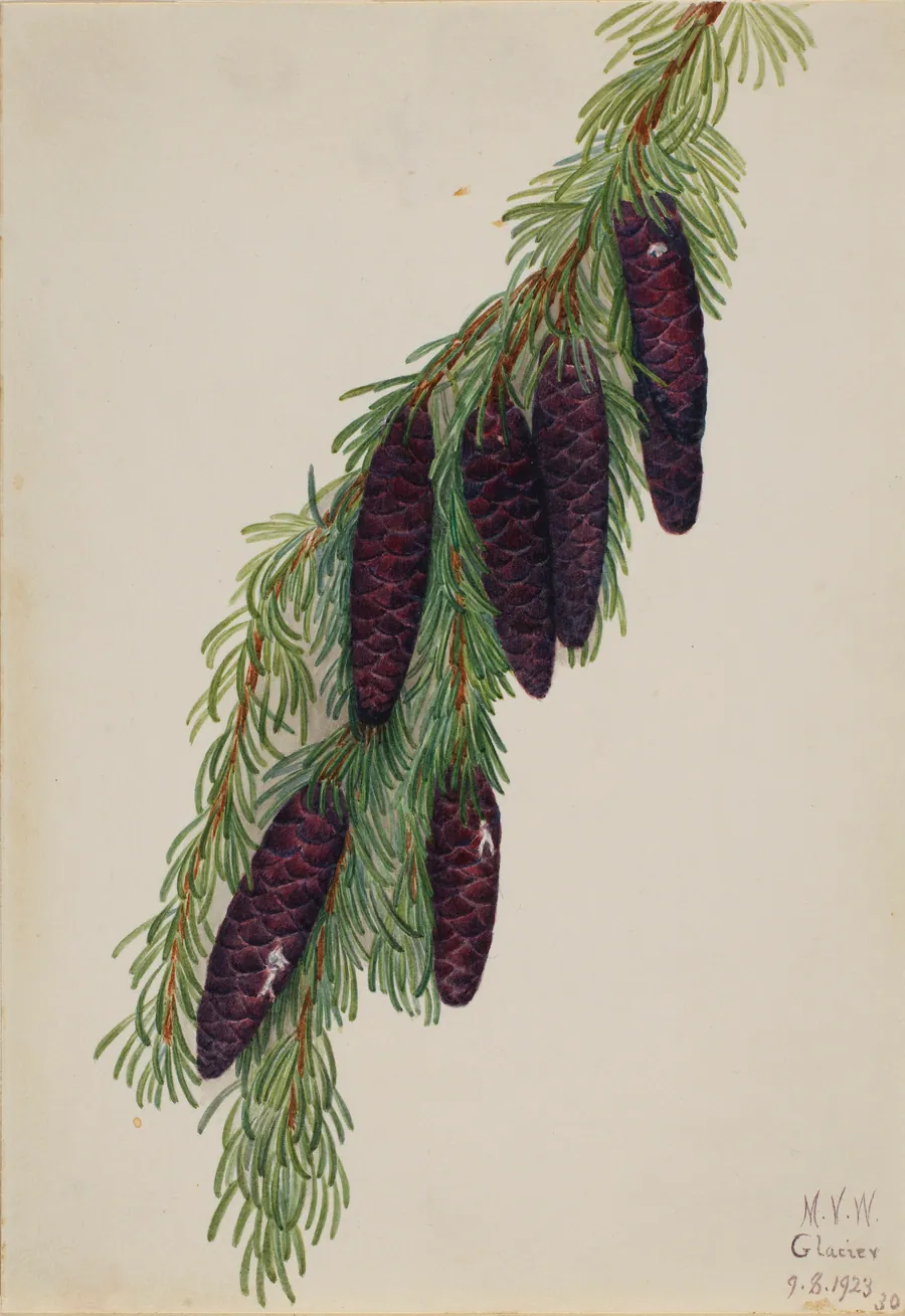 Mountain Hemlock (Tsuga mertensiana) by Mary Vaux Walcott, born Philadelphia, PA 1860-died St. Andrews, New Brunswick, Canada 1940