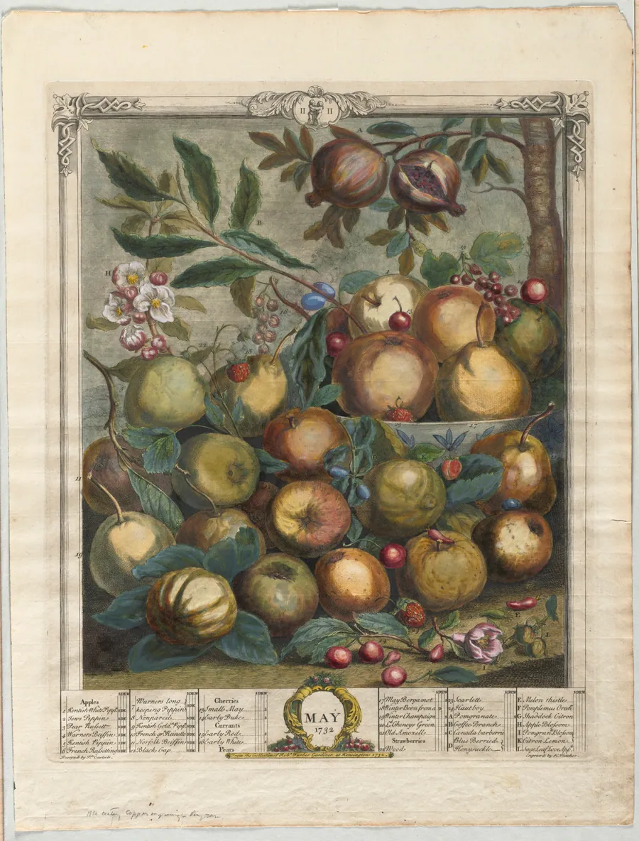 Twelve Months of Fruit:  May by Henry Fletcher