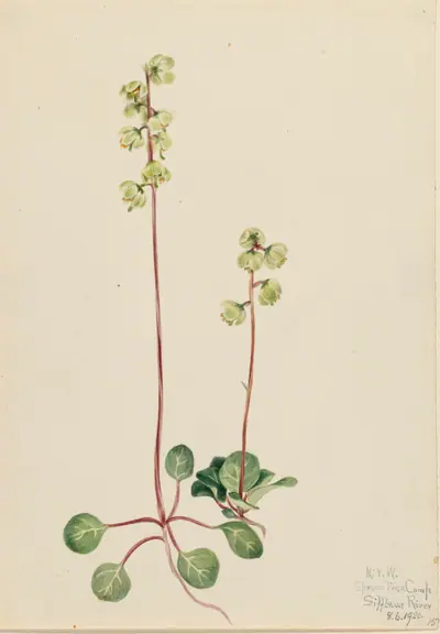 Green Pyrola (Pyrola chlorantha)