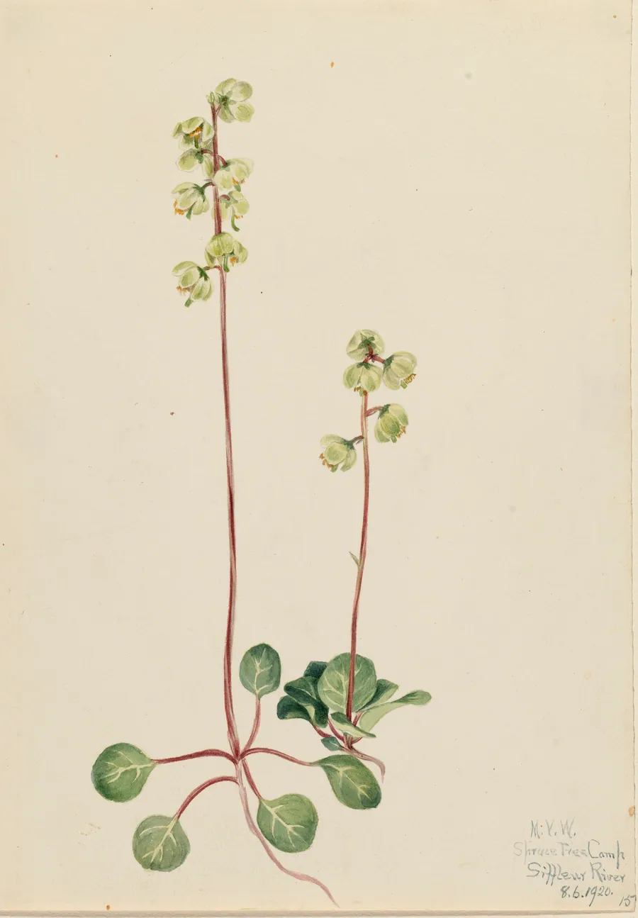 Green Pyrola (Pyrola chlorantha) by Mary Vaux Walcott, born Philadelphia, PA 1860-died St. Andrews, New Brunswick, Canada 1940