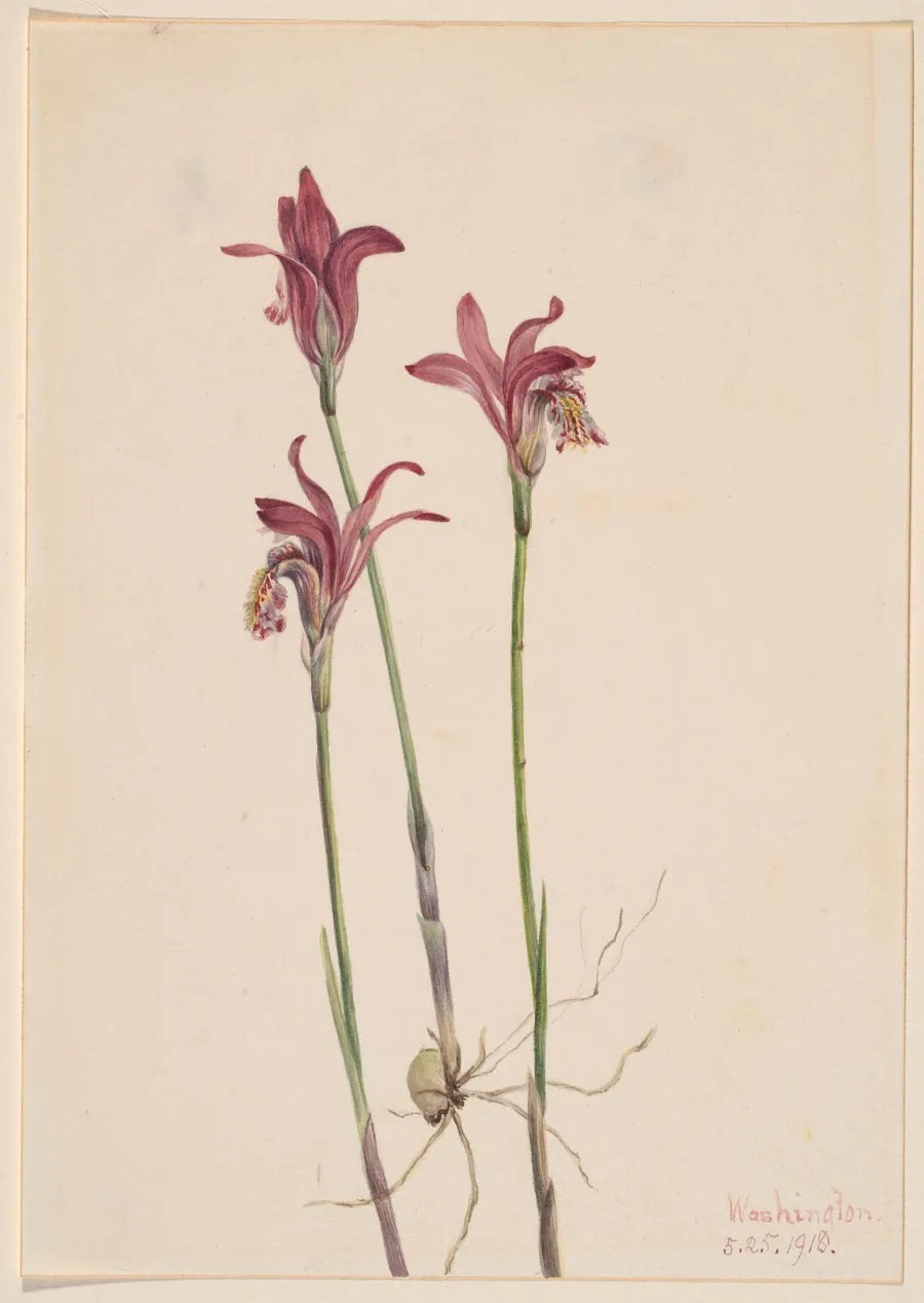 Arethusa (Arethusa bulbosa) by Mary Vaux Walcott, born Philadelphia, PA 1860-died St. Andrews, New Brunswick, Canada 1940
